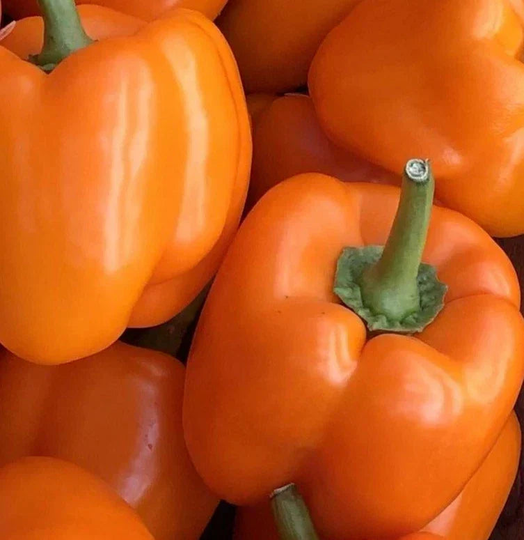 Orange Bell Pepper Seeds - 50+ Non-GMO Orange Sun Variety - Capsicum annuum Vegetable Seeds
