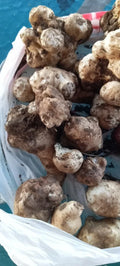 Jerusalem Artichoke Tubers - Organic White Medium & Small - Helianthus tuberosus - Non-GMO, Easy to Grow