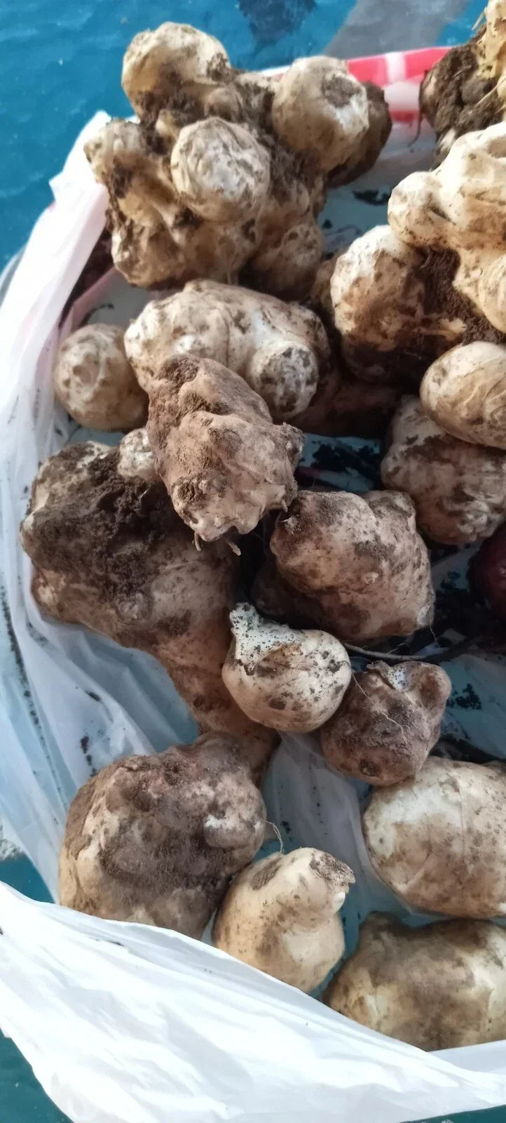 Jerusalem Artichoke Tubers - Organic White Medium & Small - Helianthus tuberosus - Non-GMO, Easy to Grow