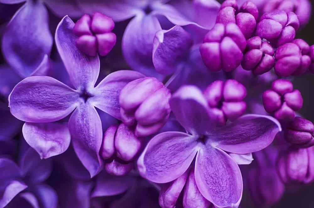 Purple Lilac Seeds - 100 Count - Stunning Purple Flowers, Syringa vulgaris - Ideal for Gardens and Landscaping
