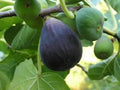 Black Mission Fig Tree Starter Plant - 3 Pack, Ficus Carica, Edible Fruit, Everbearing, Dark-Skinned, Strawberry Interior