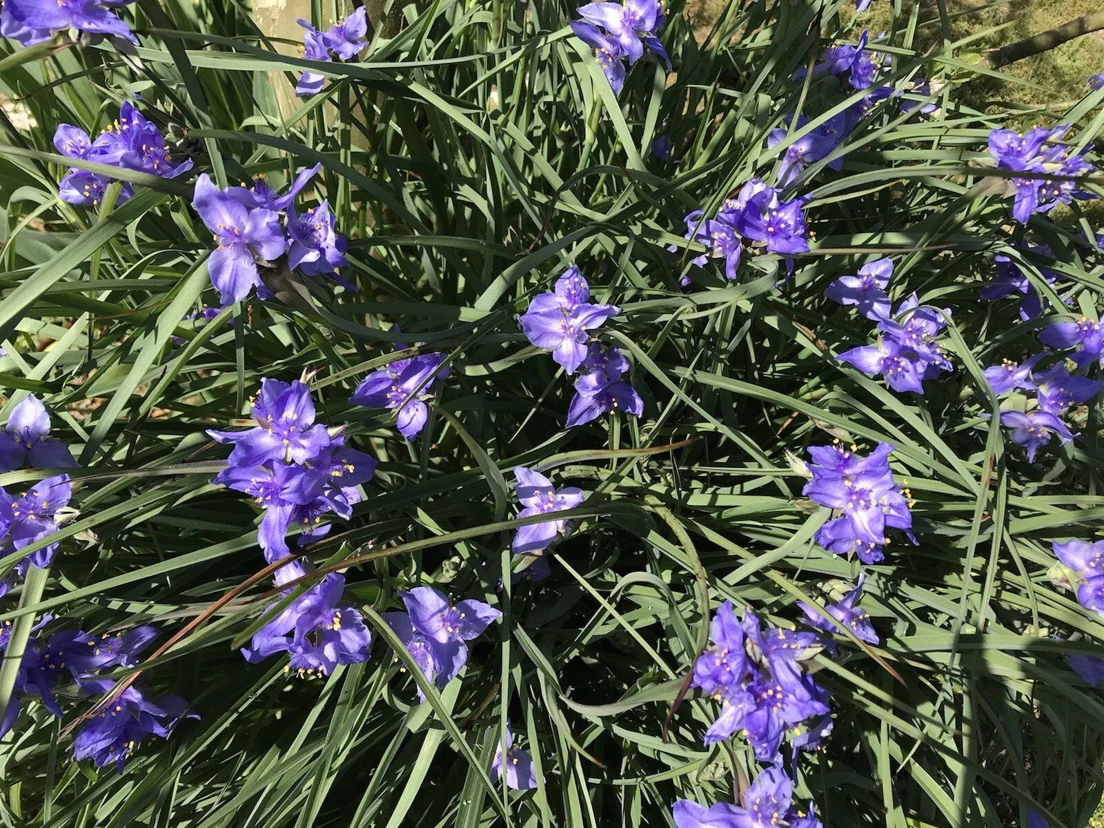 Spiderwort Rhizome Bulbs - 20 Perennial Purple Flower Plants - Tradescantia pallida, Widow's Tear