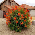 Mexican Red Bird of Paradise Seeds - Dwarf Poinciana Flower Shrub (C. pulcherrima) - Tropical Garden Plant Seeds