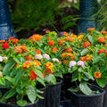 Lantana Plant Plug - Hardy Miss Huff Variety - Easy to Grow, Butterfly Attracting, Lantana camara