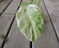 Variegated Monstera Leaf Cutting | Houseplant Propagation | Monstera deliciosa var. borsigiana | Indoor Tropical Plant