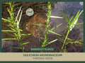 Bare Root Threeway Sedge Plant | Dulichium arundinaceum | Freshly Collected | Native Wetland Grass