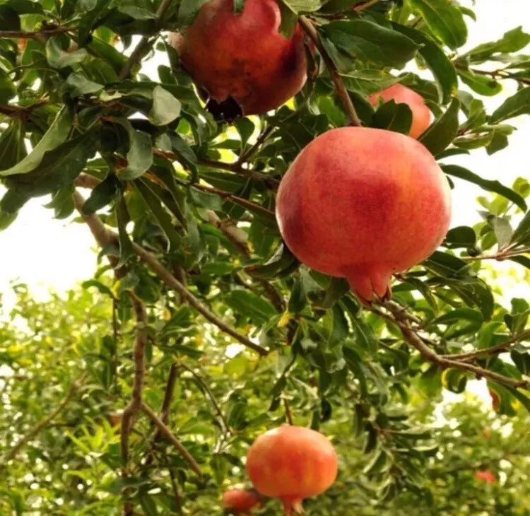 Pomegranate Tree Live Plant – Easy Care Fruit Tree – Punica granatum – Juicy Fruits & Ornamental Red Flowers
