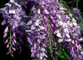 Heirloom Purple Wisteria Vine 1-2ft Live Plant, Wisteria sinensis, Climbing Vine, Bare Root, Fast Growing, Purple Flowers