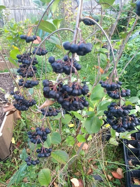 Viking Aronia Berry Plant - Live Rooted Starter - Zones 3-8 - Aronia melanocarpa - Self-Pollinating Fruit Shrub