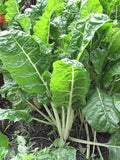 Fordhook Giant Swiss Chard Seeds 50 Ct Non-GMO Vegetable Garden Seeds Beta vulgaris var. cicla