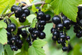 Black Currant Seedling - Rooted Plant for Gardening - Ribes nigrum
