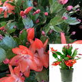 Christmas Cactus 4In Pot Orange Red Live Plant Schlumbergera Bridgesii Zygocactus - Indoor Succulent Decor