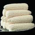 Premium Silver Queen Corn Seeds - Fresh High Yield Variety, Super Sweet - Zea mays 'Silver Queen'
