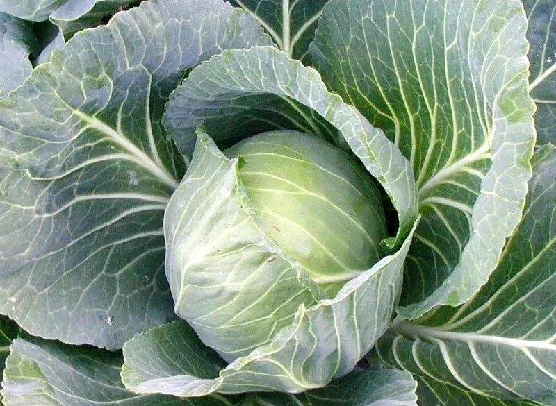 Cabbage Seeds - 1000+ Heirloom Early Jersey Wakefield Non-GMO Fresh Seeds for Gardening