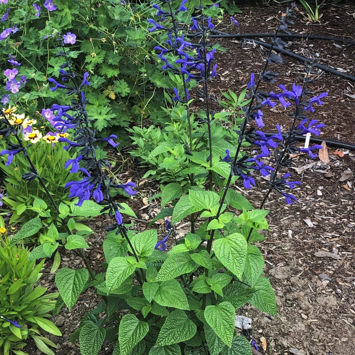 Salvia Black and Blue Live Starter Plant, Vibrant Cobalt-Blue Flowers, Pollinator Magnet, Salvia guaranitica