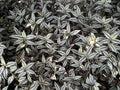 Tradescantia Zebrina Cuttings - 10 Pack Wandering Jew Plant - Easy Care Indoor Plant - Free Shipping