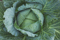 Late Flat Dutch Cabbage Seeds, Heirloom NON-GMO, Brassica oleracea var. capitata, Compact Heads for Cabbage Wraps, Cool-Season Garden