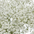 Baby's Breath Seeds – Non-GMO Gypsophila elegans for Gardens & Floral Arrangements, 300-6,000 Pack