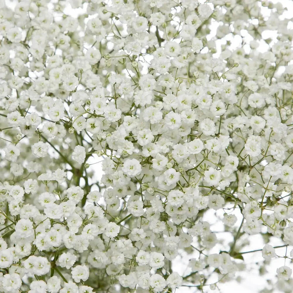 Baby's Breath Seeds – Non-GMO Gypsophila elegans for Gardens & Floral Arrangements, 300-6,000 Pack