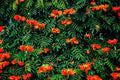 African Tulip Tree Seeds 30 Count - Delonix regia - Tropical Flowering Tree Seeds for Gardening and Landscaping