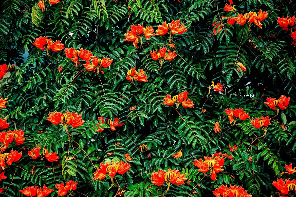 African Tulip Tree Seeds 30 Count - Delonix regia - Tropical Flowering Tree Seeds for Gardening and Landscaping