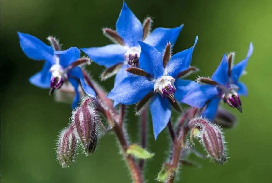 Borage Seeds - 50+ Pack - Non-GMO Starflower Herb Garden Pest Repellent - Borago officinalis - USA