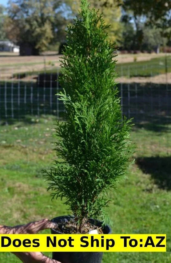 Emerald Green Arborvitae Plant 1-2 ft Thuja Occidentalis Evergreen Shrub