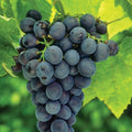 Concord Grape Live Plant Tree 8-18" Tall Vitis labrusca - Sweet Grapes for Home Garden or Container Planting