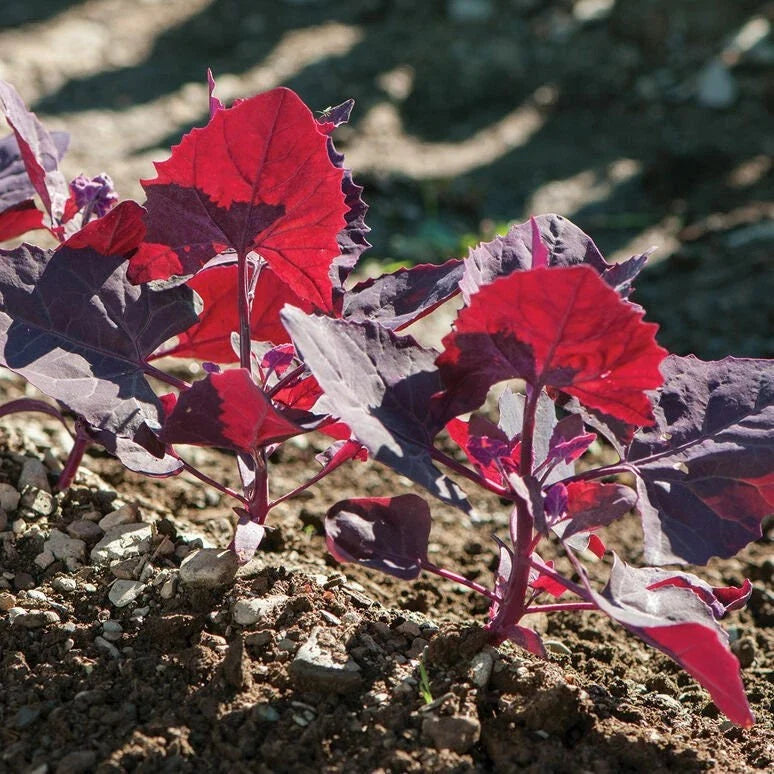 Red Orach Seeds - French Spinach Variety, Atriplex Hortensis, Garden Planting Seeds, Tracking Included