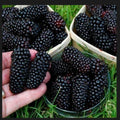 Giant Blackberry Cuttings - 5 Fresh Rooting Cuttings - Rubus fruticosus - Perfect for Home Gardens
