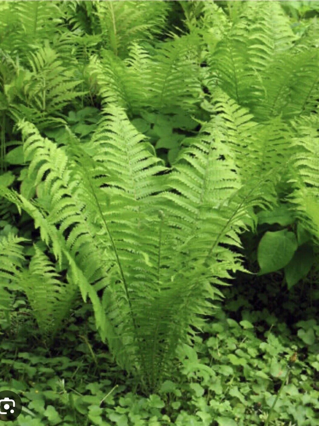 Ostrich Fern Roots - 3 Bare Root Plants - Matteuccia struthiopteris - Native Woodland Perennial for Shade Garden - Organically Grown