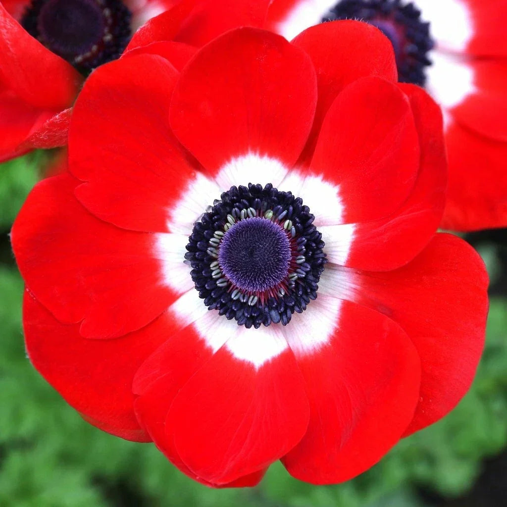 Anemone De Caen Seeds Packet - Red Poppy Anemone coronaria for Borders & Containers