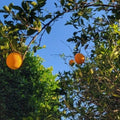 Valencia Sweet Orange Tree Cuttings Bud Stick - Citrus sinensis Grafting Material - 10 High-Quality Citrus Cuttings