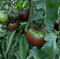 Russian Black Krim Tomato Seeds - 120+ Non-GMO Heirloom Seeds - Perfect for Home Gardening - Solanum lycopersicum