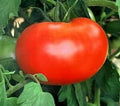 Burpee Big Boy Tomato Seeds - Organic Hybrid, Non-GMO, 30+ Seeds for Juicy, Large Tomatoes, Heirloom, Solanum lycopersicum