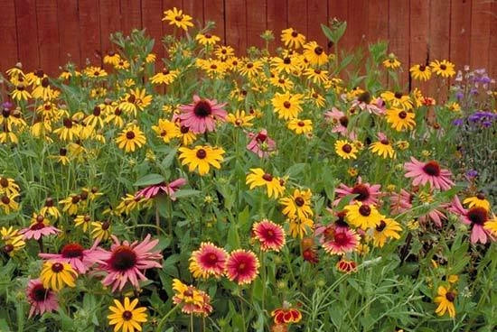 Wildflower Mix Seeds - Partial Shade Native Wildflowers for Pollinators - Eco-Friendly Garden Seed Packet
