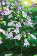 Calico Beardtongue Plant Seeds (50 Seeds) - Penstemon calycosus, Native Wildflower, Colorful Perennial Garden Plant