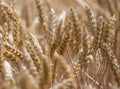Organic Einkorn Wheat Seeds - 300 Seeds, Ancient Grain, Triticum monococcum, Nutty Flavor, Non-GMO, Heirloom, For Baking & Gardening