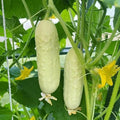 White Wonder Cucumber Seeds – Heirloom Organic Non-GMO – Rare White Skin Cucumis sativus for Salad, Pickling & Fresh Eating