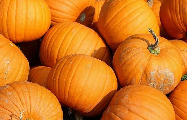 Jack O' Lantern Pumpkin Seeds 20 Ct Non-GMO Halloween Vegetable Seeds for Planting (Cucurbita pepo)