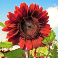 Velvet Queen Sunflower Seeds | Big Red Helianthus Flower Seeds | Annual Garden Planting 2025
