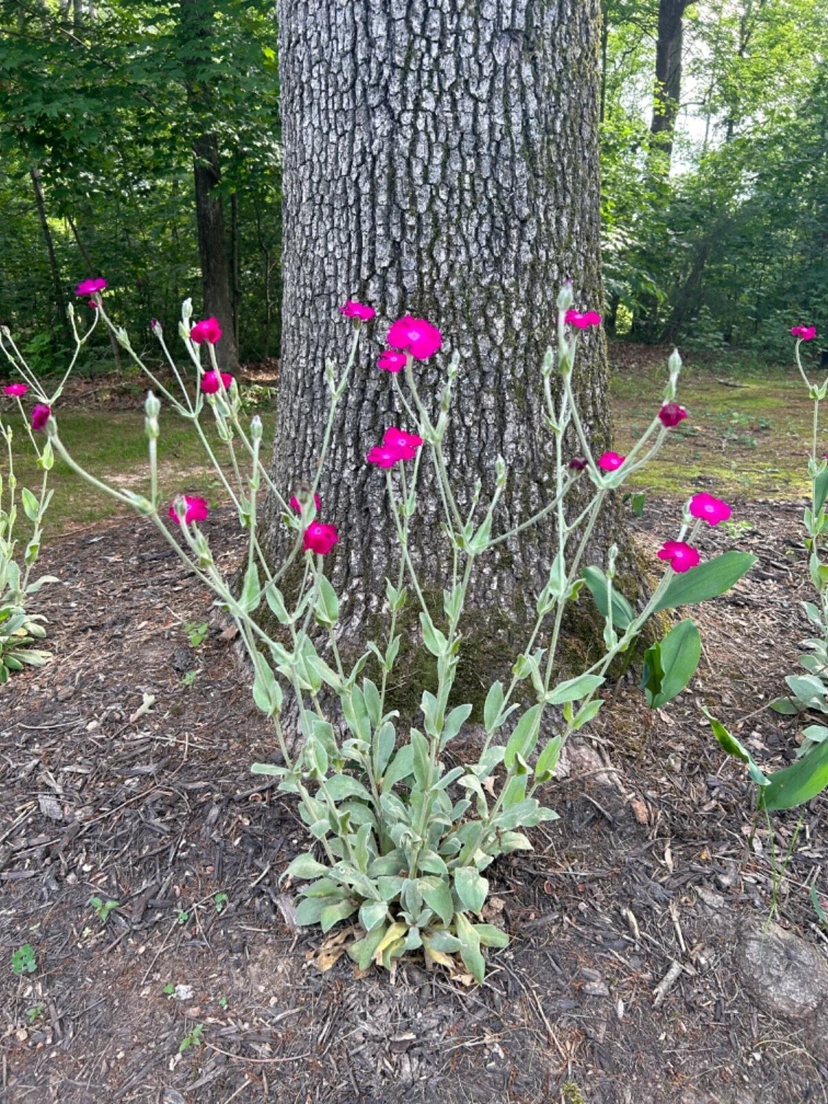 Rose Campion Plants - Live Established Perennials - 5 Pack - Lychnis coronaria - Organic, Flowering, 2+ Years Old