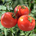 Heirloom Tomato Seeds 120+ Count Non-GMO Organic Drought-Resistant Solanum lycopersicum for Home Garden