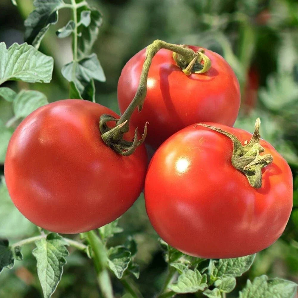 Heirloom Tomato Seeds 120+ Count Non-GMO Organic Drought-Resistant Solanum lycopersicum for Home Garden