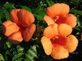 Hummingbird Trumpet Creeper Vine Seeds - Campsis radicans - 25 Seeds - Vibrant Orange Flowers for Garden Attraction