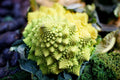 Romanesco Broccoli Seeds - 500 Non-GMO Heirloom Seeds | Brassica oleracea | USA Seller, Free Shipping