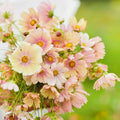 Apricot Lemonade Cosmos Seeds - 200+ Pack for Garden Planting - Cosmos bipinnatus - USA Grown - Free Shipping
