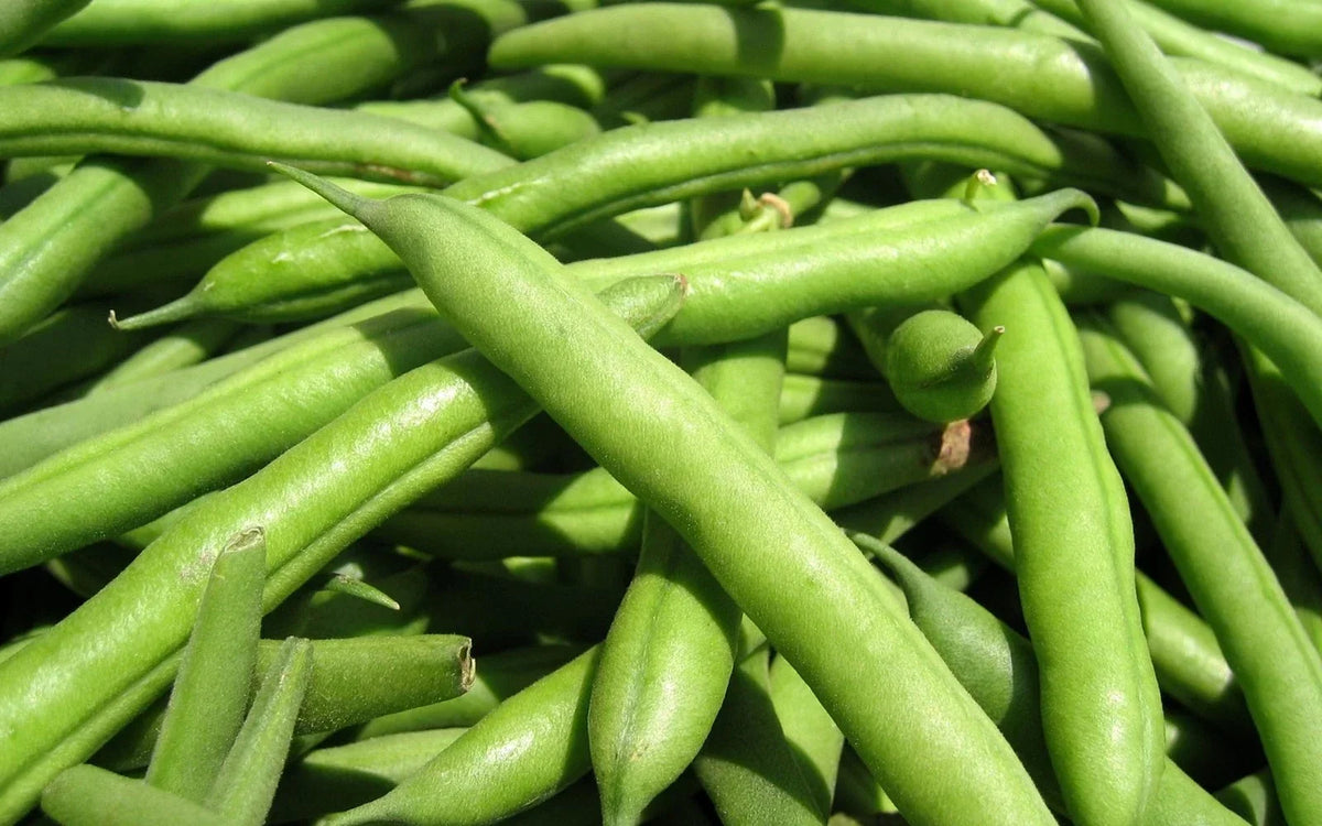 Green Bean Seeds - Spartan Arrow Phaseolus vulgaris - Bush-Type, Full Sun, Non-GMO, High Germination, 100 Seeds