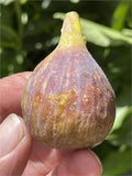 Fig Cutting, 8 Inch Dominick's Variety, At Least 3 Nodes, Ficus carica