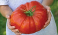 Mortgage Lifter Tomato Seeds - Heirloom Organic Non-GMO Large Fruit for Home Gardening - Solanum lycopersicum